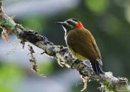 antpitta.com Chical
