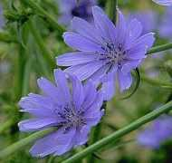 shortcuts.ws Chicory