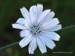 mzephotos.com Chicory