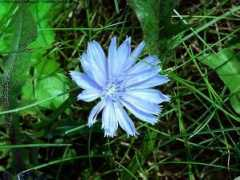 myfreewallpapers.net Chicory