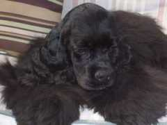 cmcockerpups.com Chiechi