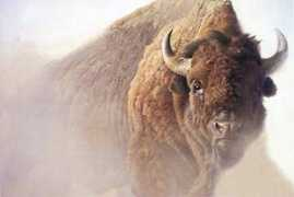 firstpeople.us Chief