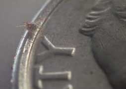 mikebaker.com Chigger