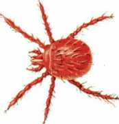 siera104.com Chigger