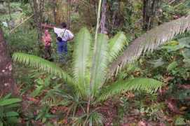 watergardenersinternational.org Chigua