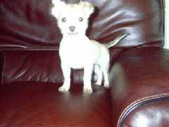 Chihua
