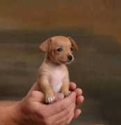 Chihua