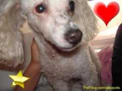 petflog.com Chikiita