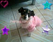 petflog.com Chikilla