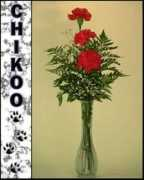 Chikoo