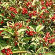 findmeplants.co.uk Chilan