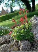 saxifraga.org Childerhouse