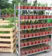 patagoniaplants.com Chilensis