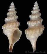 gastropods.com Chilensis