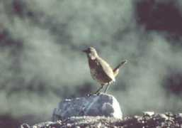 focusonnature.com Chilet