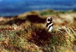 focusonnature.com Chilet