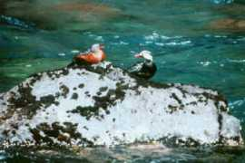 focusonnature.com Chilet