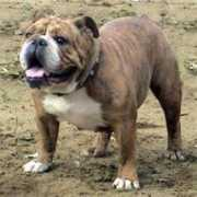 bulldogpedigree.com Chiliza