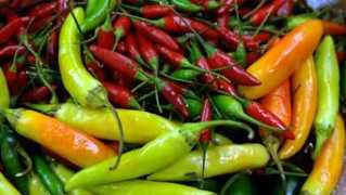 Chillis