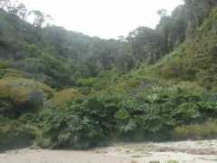 Chiloe