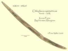 nematode.unl.edu Chilos