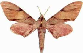 biodiversityexplorer.org Chimaliro