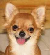 chihuahua.ru Chimane
