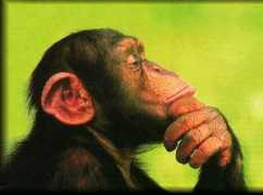 Chimp