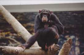 dmakos.com Chimpan