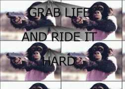 ytmnd.com Chimpay