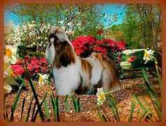 chinaishihtzu.com Chinai