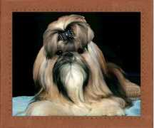 chinaishihtzu.com Chinai