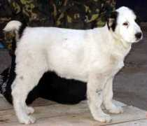 talisman.security-dog.org Chinara