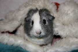 Chinchi