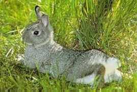 cosy.sbg.ac.at Chinchila