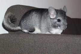 weirdworm.com Chinchilla