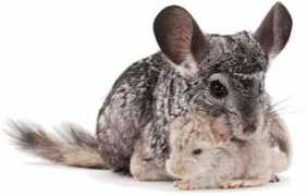 petsworld.co.uk Chinchillas
