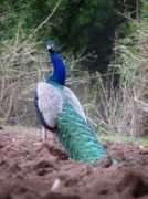 tesathome.com Chincholi