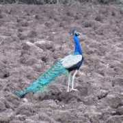 tesathome.com Chincholi