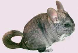 Chinchu