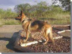 Chinci