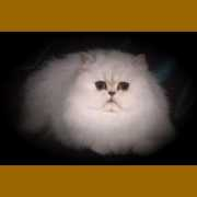 pcsoweb.com Chincilla