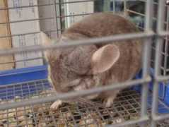 themaninchina.com Chincilla