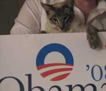 catsforobama.com Chinda