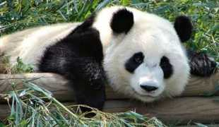 descopera.ro Chineza