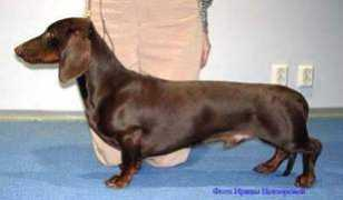 dachshund-land.ru Chingizhan