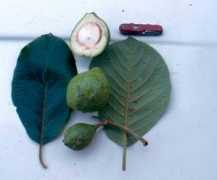 avocadosource.com Chinini