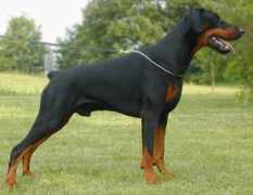 Chinji