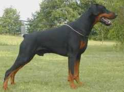 Chinji