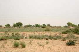 rajasthanvisit.com Chinkara